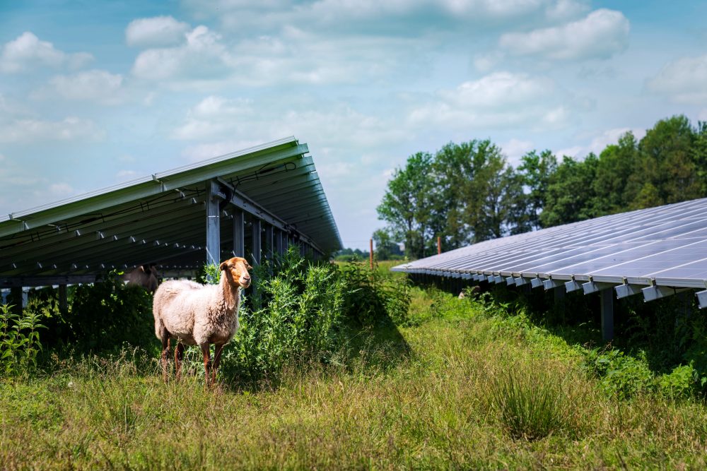 PowerGo - Her kommer vores solenergi fra